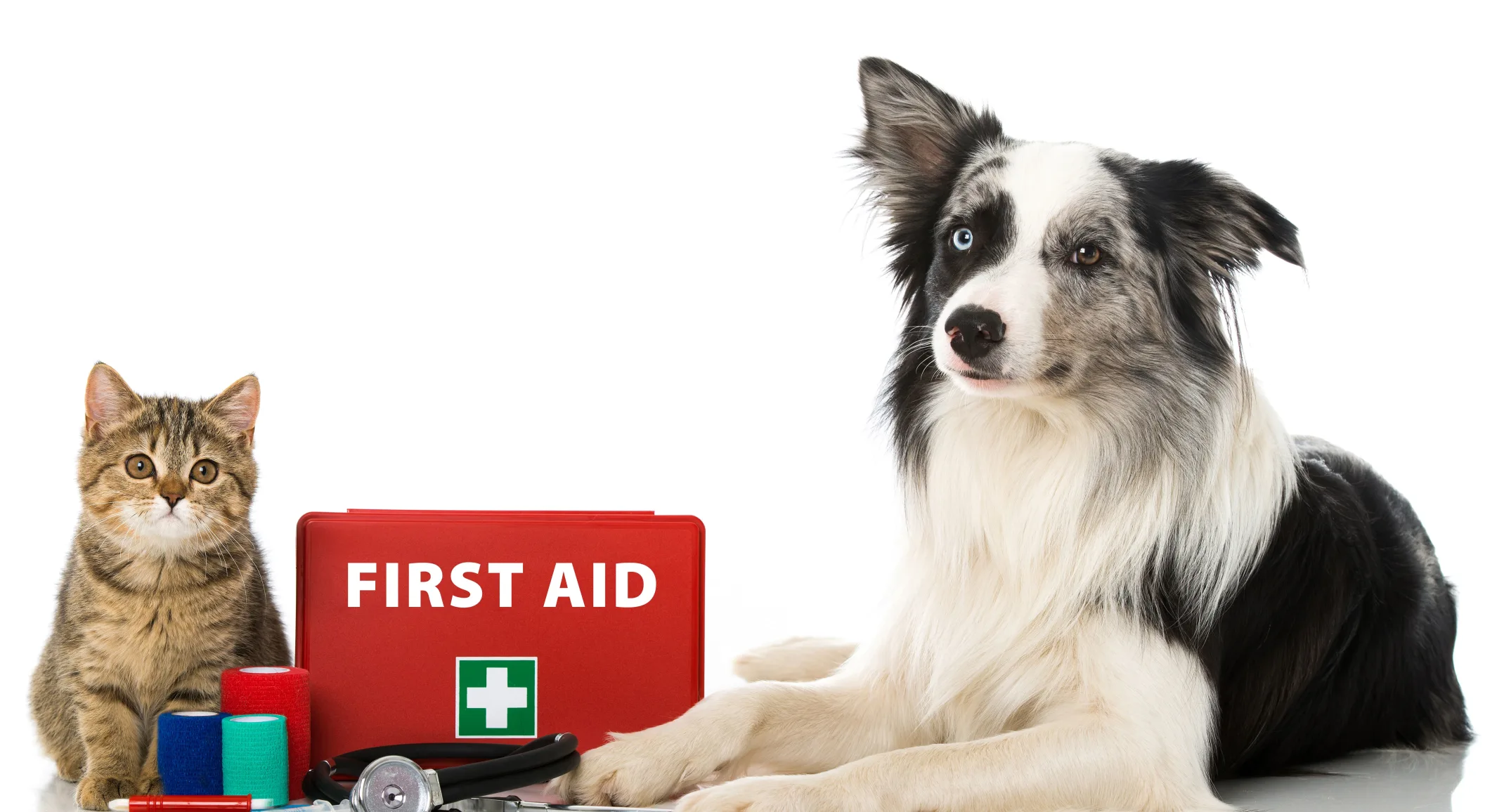 cat and dog sitting next to first aid kit